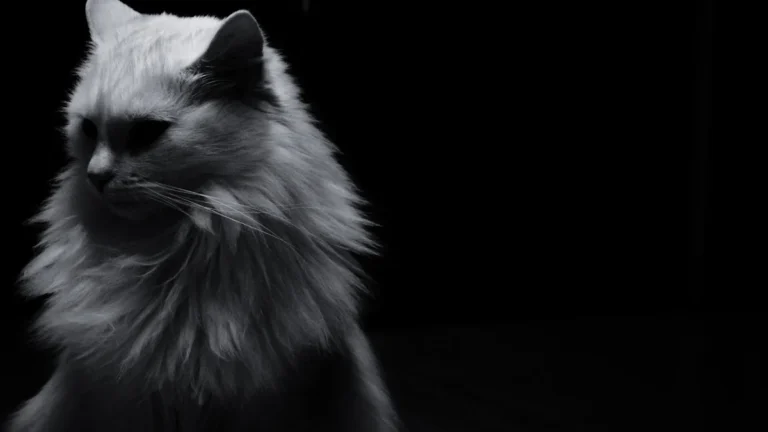 Melnbalts portrets ar pūkainu kaķi, kas atgādina animācijas filmas "Straume" galveno varoni.