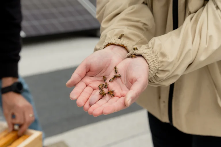 Cilvēka atvērtās plaukstās rāpo vairākas medus bites; fonā redzama daļa no bišu stropa rāmja.