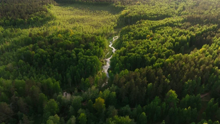 Aerial view of a dense forest and winding river in the Rēzekne border region.