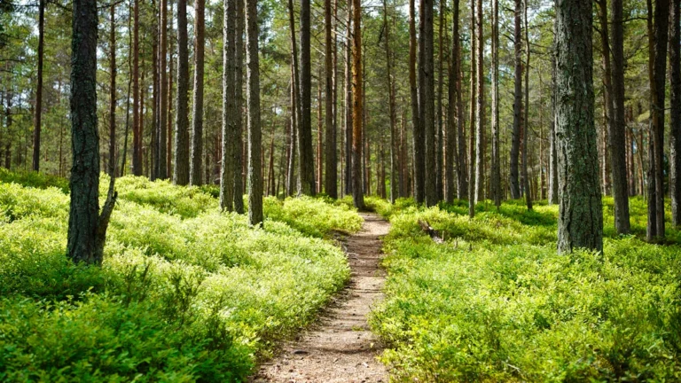 Saules apspīdēta meža taka ar priedēm un zaļiem krūmiem Salaspils apkārtnei raksturīgā ainavā.