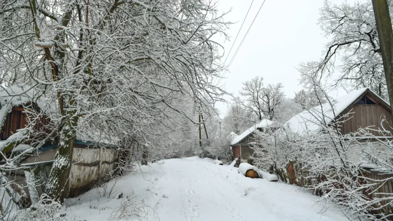 Sniegots lauku ceļš starp koka mājām un apsnigušiem kokiem Ventspils novadā ziemas periodā.