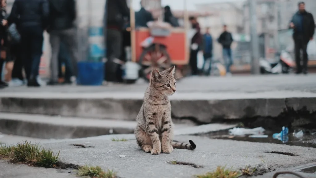 Pelēks strīpainais kaķis sēž uz betona ielas pilsētvidē starp garāmgājējiem.