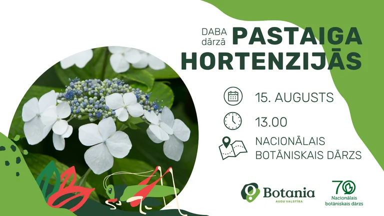 Pastaiga hortenzijās Salaspilī: 15. augustā plkst. 13.00