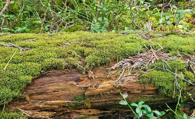 Latvijas mežos atklāj retas sūnas: ko tas liecina par dabu?
